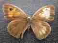 Maniola jurtina janira female (aberrant gomel oblast belarus 2004) (Internet Image property of respective owner, non-commercial use only)